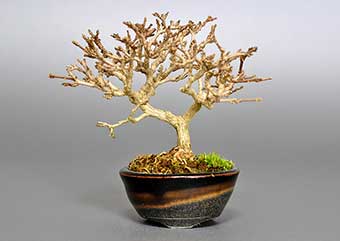 ニオイカエデ-O1（においかえで・匂い楓）盆栽の樹作りの参考樹形・Premna japonica Best bonsai