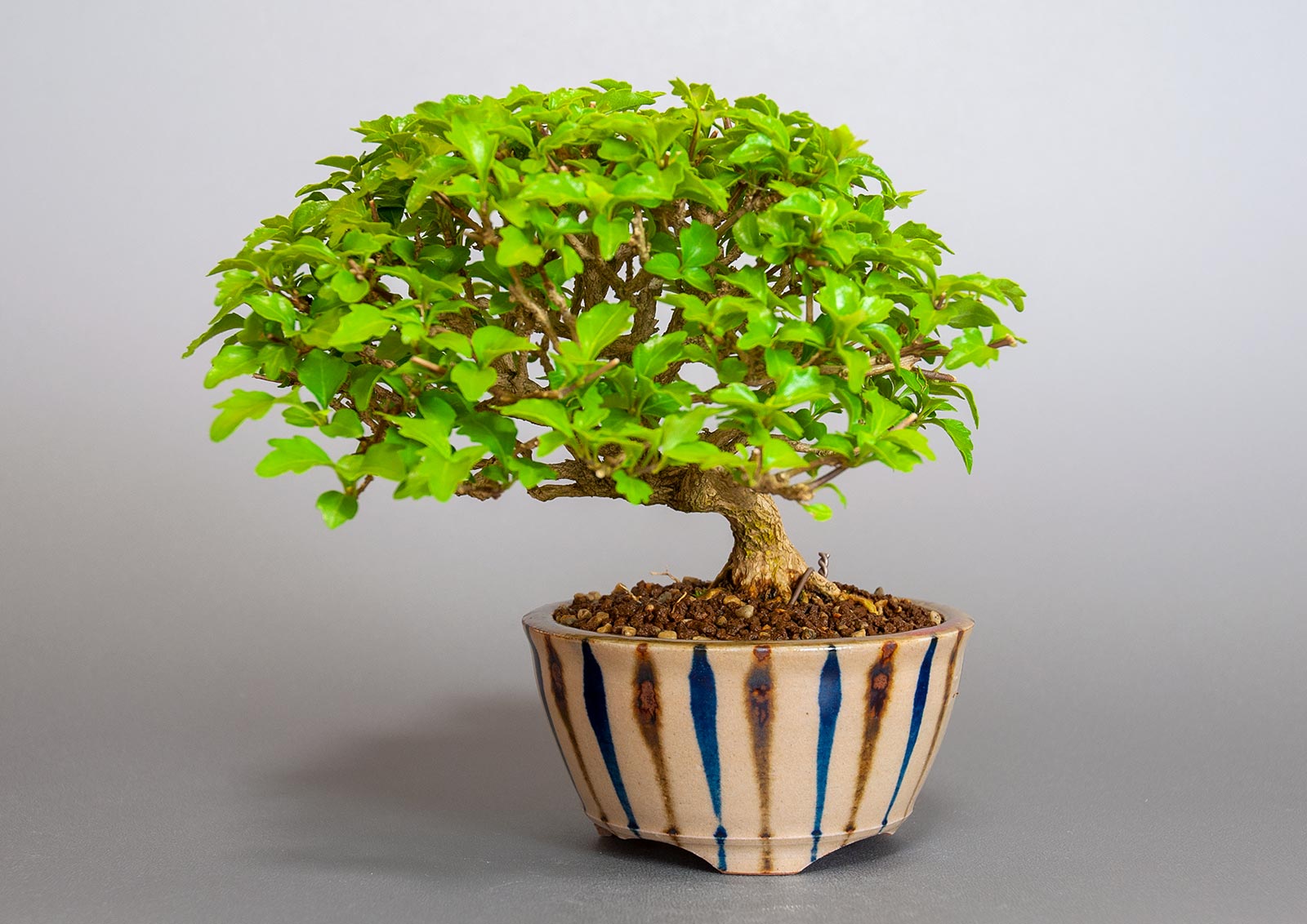 ニオイカエデ-O2（においかえで・匂い楓）雑木盆栽の販売と育て方・作り方・Premna japonica bonsai