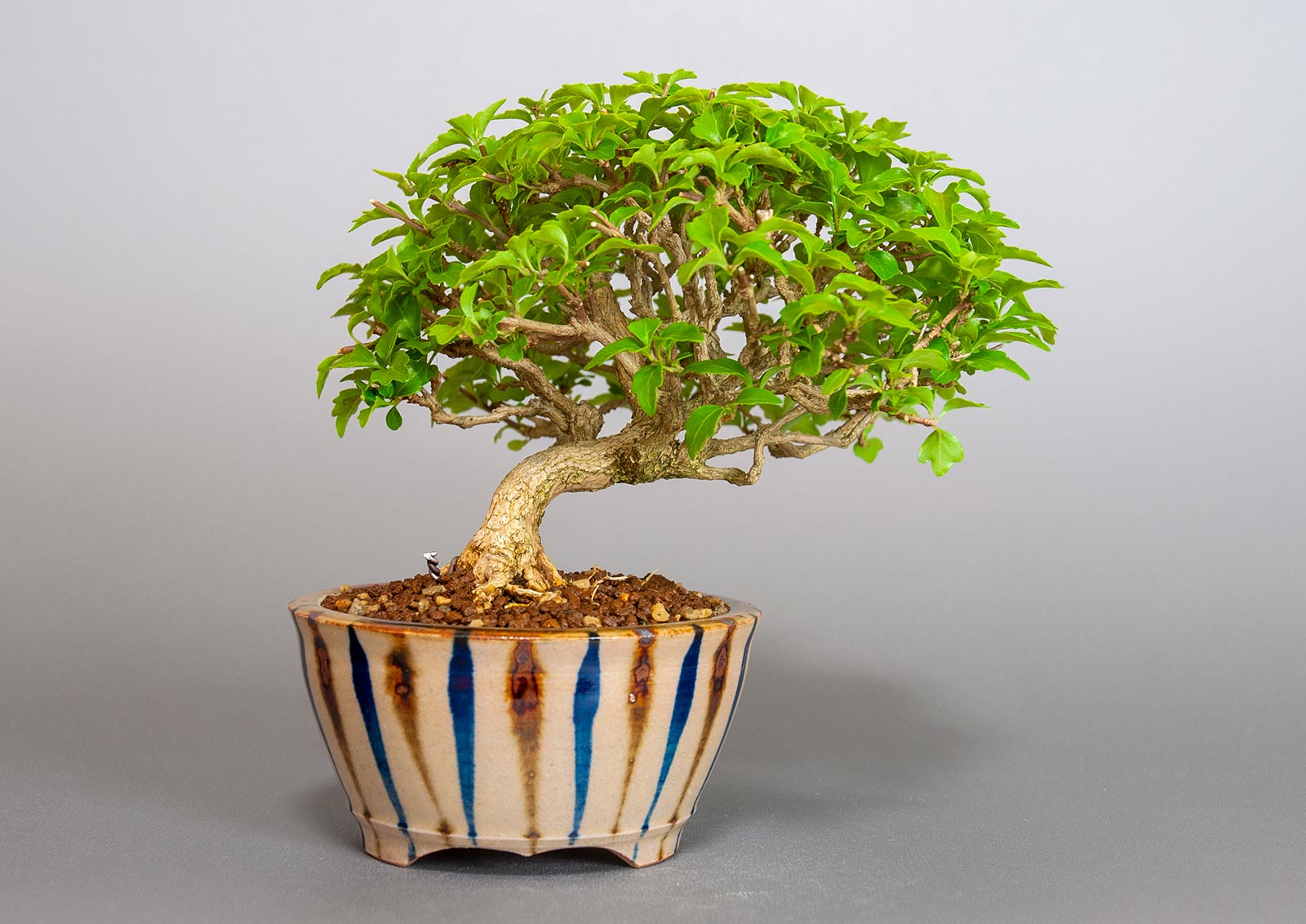 ニオイカエデ-O2（においかえで・匂い楓）雑木盆栽を裏側から見た景色・Premna japonica bonsai