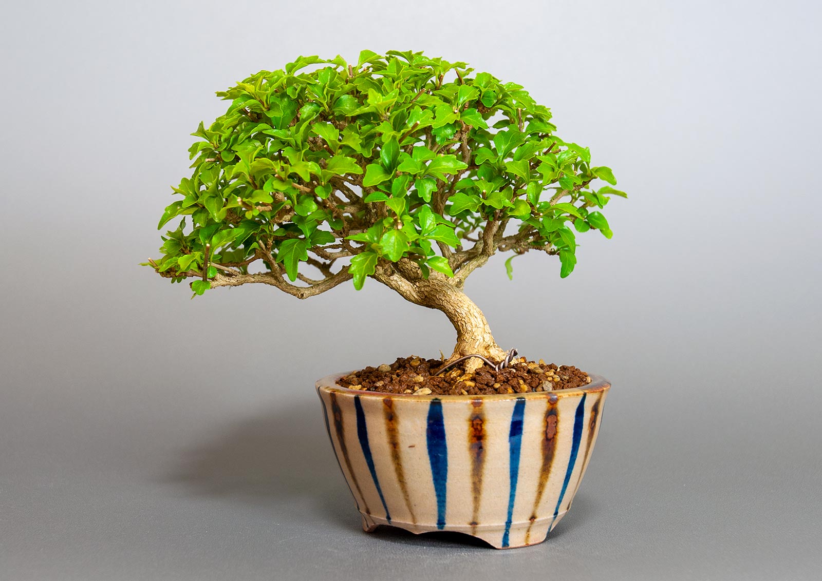 ニオイカエデ-O2（においかえで・匂い楓）雑木盆栽を右側から見た景色・Premna japonica bonsai