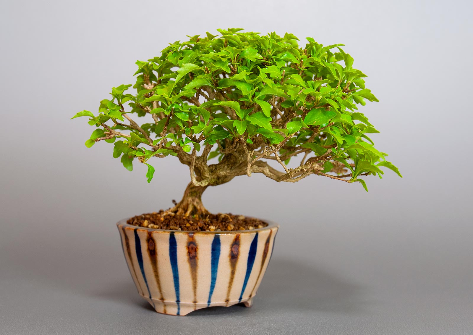 ニオイカエデ-O2（においかえで・匂い楓）雑木盆栽を左側から見た景色・Premna japonica bonsai