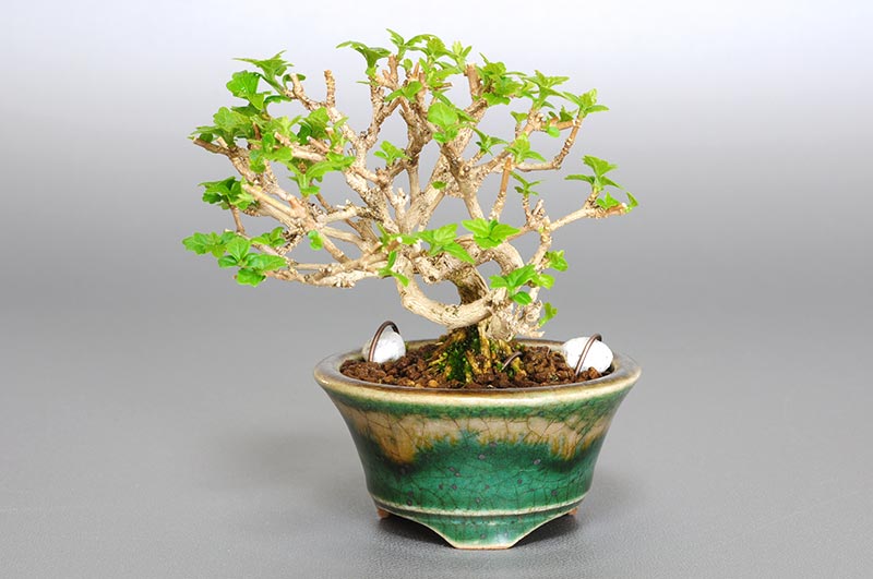 ニオイカエデ-P1（においかえで・匂い楓）雑木盆栽の販売と育て方・作り方・Premna japonica bonsai