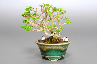 ニオイカエデ-P1（匂い楓盆栽）Premna japonica bonsai・豆盆栽のベストコレクション・Best Collection of Mame Bonsai