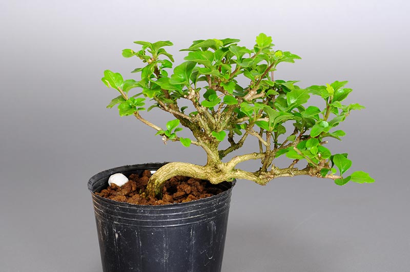 ニオイカエデ-R1（においかえで・匂い楓）雑木盆栽の販売と育て方・作り方・Premna japonica bonsai