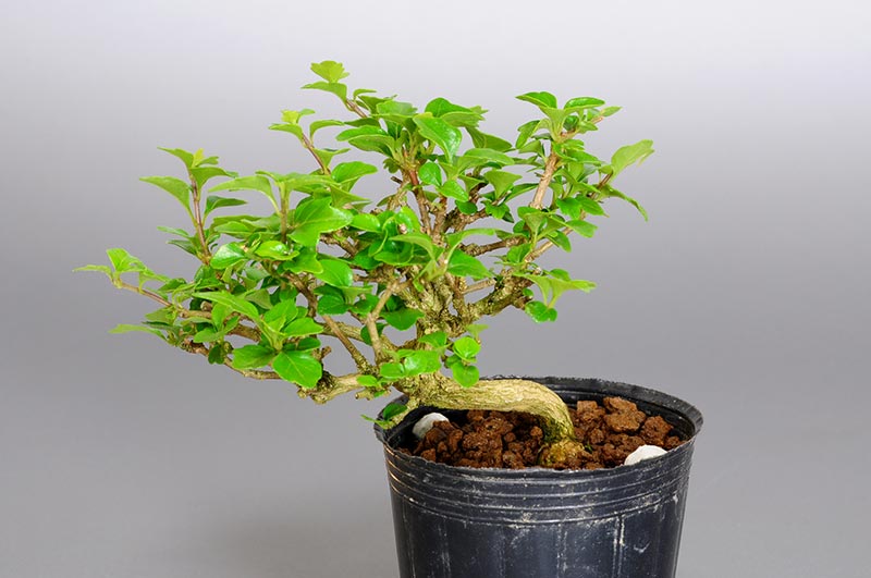 ニオイカエデ-R1（においかえで・匂い楓）雑木盆栽を裏側から見た景色・Premna japonica bonsai