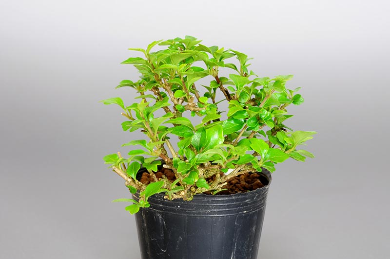 ニオイカエデ-R1（においかえで・匂い楓）雑木盆栽を右側から見た景色・Premna japonica bonsai