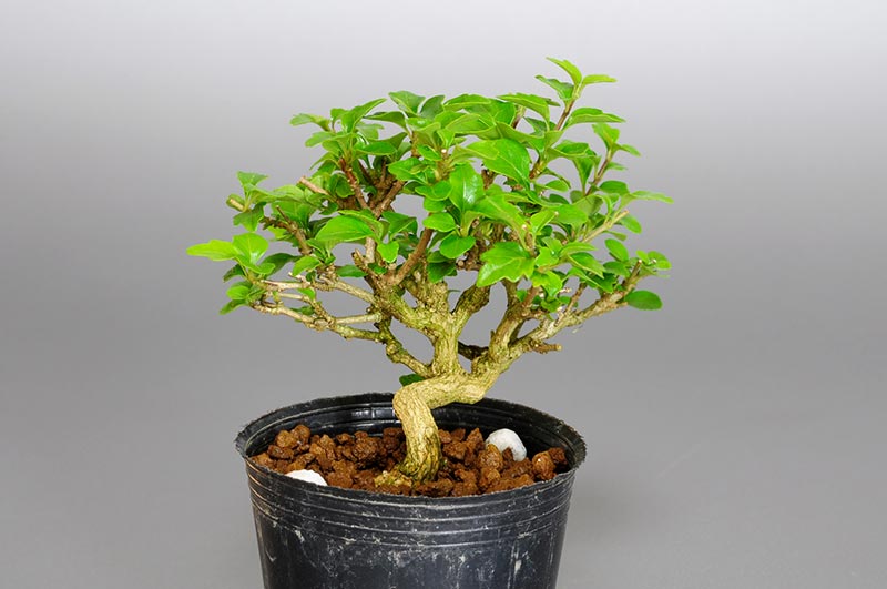 ニオイカエデ-R1（においかえで・匂い楓）雑木盆栽を左側から見た景色・Premna japonica bonsai