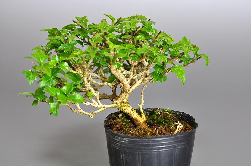 ミニ盆栽・ニオイカエデ-T1（においかえで・匂い楓）雑木盆栽の販売と育て方・作り方・Premna japonica bonsai