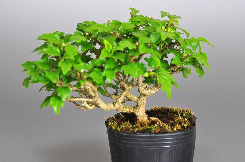 ニオイカエデ-V1（においかえで・匂い楓）雑木盆栽の販売と育て方・作り方・Premna japonica bonsai