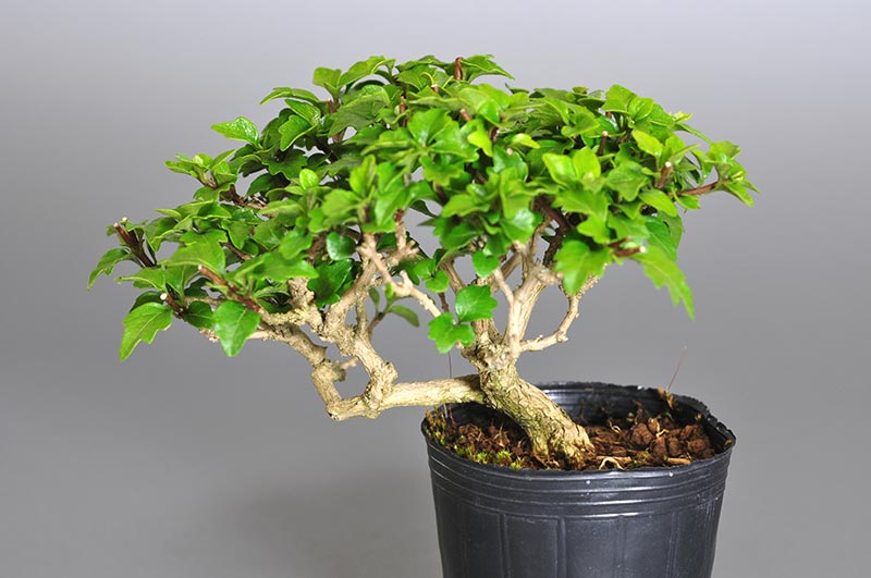 ミニ盆栽・ニオイカエデ-X1-1（においかえで・匂い楓）雑木盆栽の販売と育て方・作り方・Premna japonica bonsai