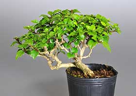 ミニ盆栽・ニオイカエデ-X1（においかえで・匂い楓）雑木盆栽の成長記録-1・Premna japonica bonsai