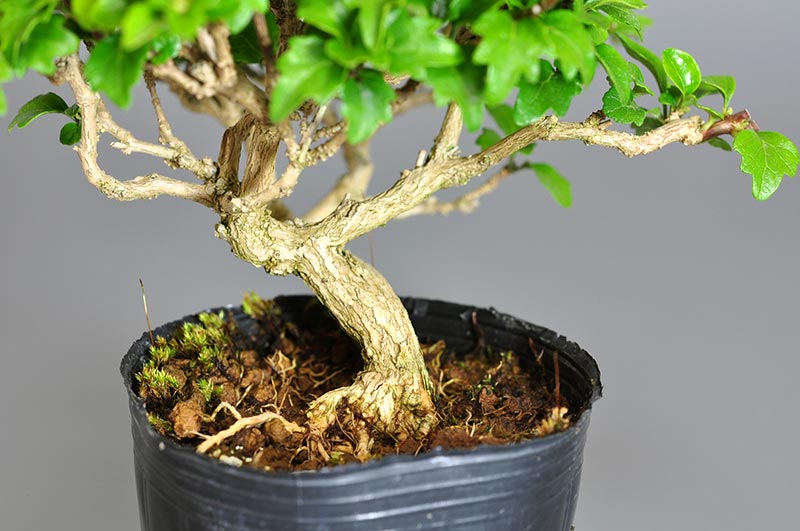 ミニ盆栽・ニオイカエデ-X1-1（においかえで・匂い楓）雑木盆栽を拡大して見た景色・Premna japonica bonsai