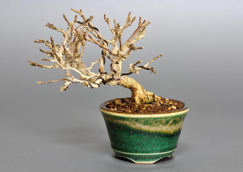 ミニ盆栽・ニオイカエデ-X1-2（においかえで・匂い楓）雑木盆栽の販売と育て方・作り方・Premna japonica bonsai