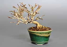 ミニ盆栽・ニオイカエデ-X1（においかえで・匂い楓）雑木盆栽の成長記録-2・Premna japonica bonsai