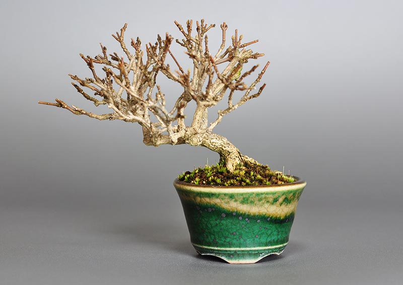 ミニ盆栽・ニオイカエデ-X1（においかえで・匂い楓）雑木盆栽の販売と育て方・作り方・Premna japonica bonsai