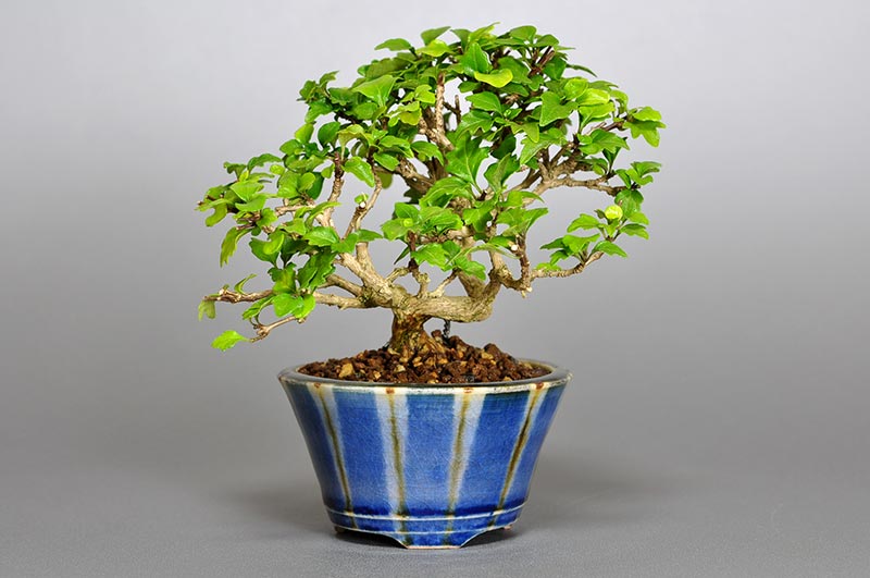 ニオイカエデ-Y1（においかえで・匂い楓）雑木盆栽の販売と育て方・作り方・Premna japonica bonsai