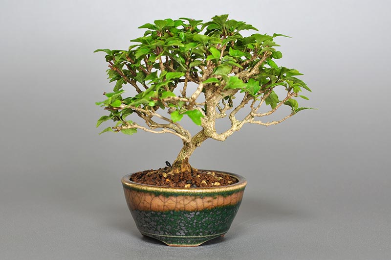 ニオイカエデ-Z1（においかえで・匂い楓）雑木盆栽の販売と育て方・作り方・Premna japonica bonsai photo
