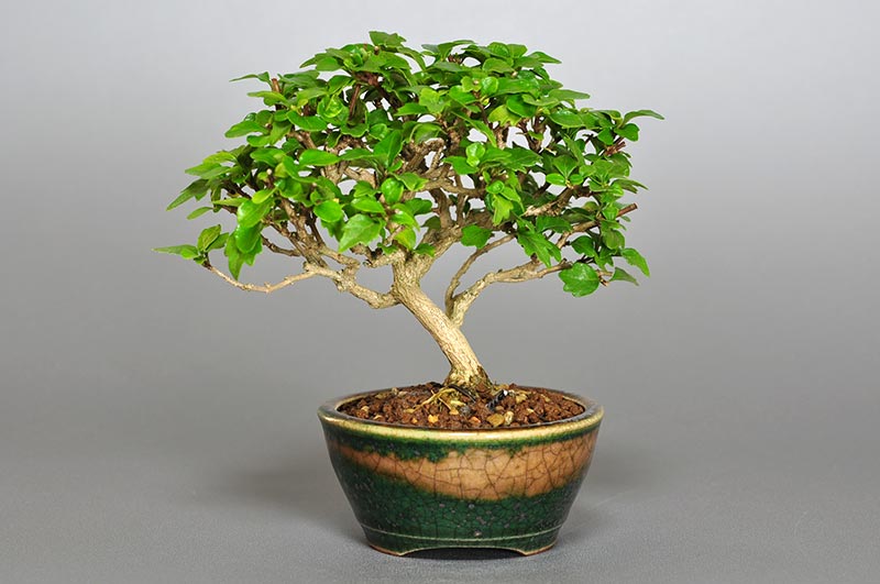 ニオイカエデ-Z1（においかえで・匂い楓）雑木盆栽を裏側から見た景色・Premna japonica bonsai photo