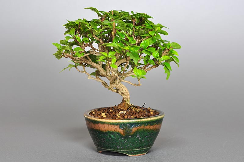 ニオイカエデ-Z1（においかえで・匂い楓）雑木盆栽を右側から見た景色・Premna japonica bonsai photo