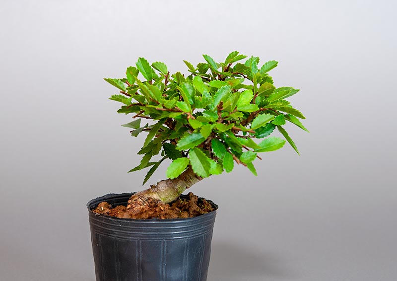 ニレケヤキ-A3（にれけやき・楡欅）雑木盆栽の販売と育て方・作り方・Ulmus parvifolia bonsai