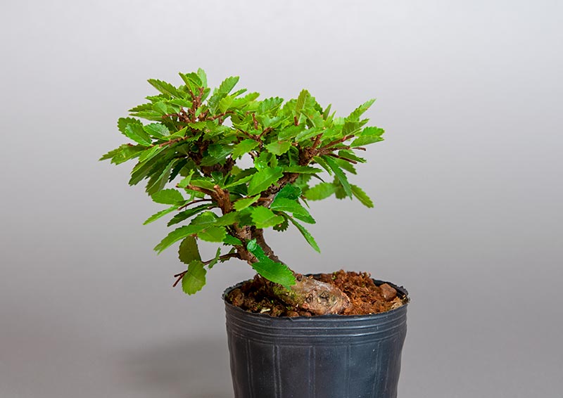 盆栽・ニレケヤキ-A3（にれけやき・楡欅）雑木盆栽を裏側から見た景色・Ulmus parvifolia bonsai