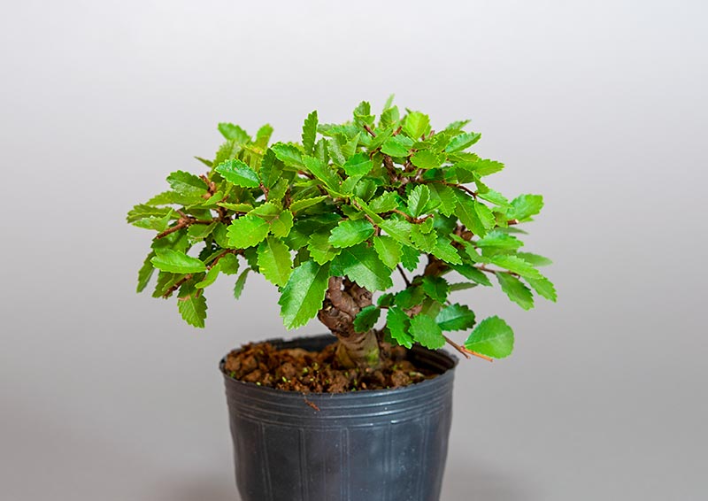 盆栽・ニレケヤキ-A3（にれけやき・楡欅）雑木盆栽を右側から見た景色・Ulmus parvifolia bonsai