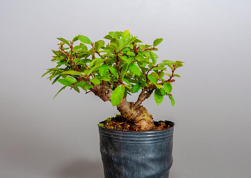 ニレケヤキ-B3（にれけやき・楡欅）雑木盆栽の販売と育て方・作り方・Ulmus parvifolia bonsai