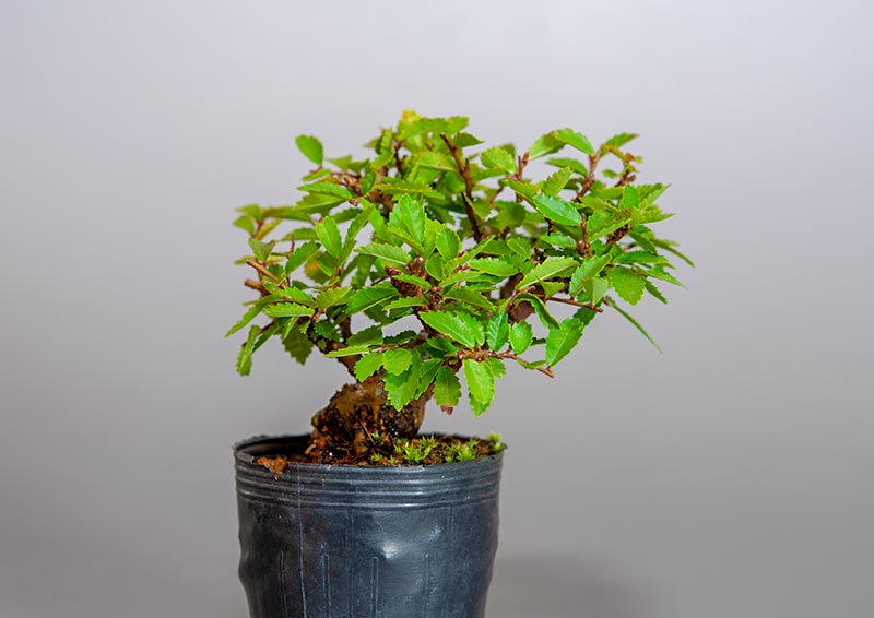 盆栽・ニレケヤキ-B3（にれけやき・楡欅）雑木盆栽を裏側から見た景色・Ulmus parvifolia bonsai