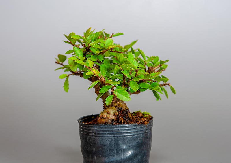 盆栽・ニレケヤキ-B3（にれけやき・楡欅）雑木盆栽を右側から見た景色・Ulmus parvifolia bonsai