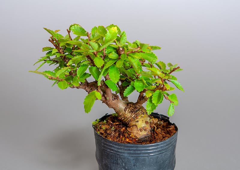 盆栽・ニレケヤキ-B3（にれけやき・楡欅）雑木盆栽を別側から見た景色・Ulmus parvifolia bonsai