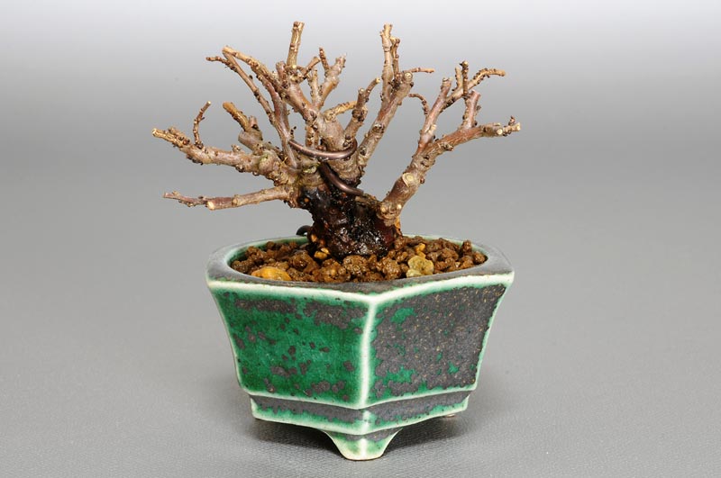 ニレケヤキ-C1-1（にれけやき・楡欅）雑木盆栽の販売と育て方・作り方・Ulmus parvifolia bonsai