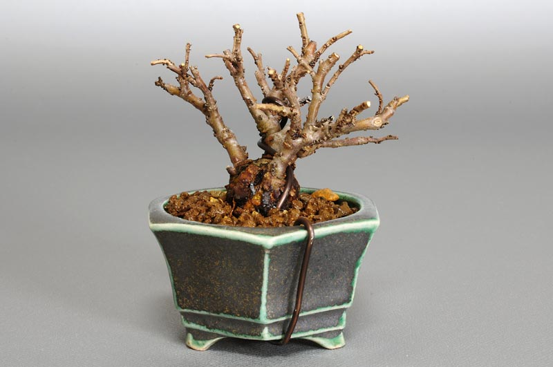 ニレケヤキ-C1-1（にれけやき・楡欅）雑木盆栽を裏側から見た景色・Ulmus parvifolia bonsai
