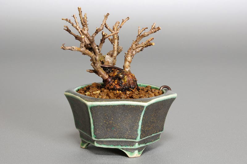 ニレケヤキ-C1-1（にれけやき・楡欅）雑木盆栽を右側から見た景色・Ulmus parvifolia bonsai