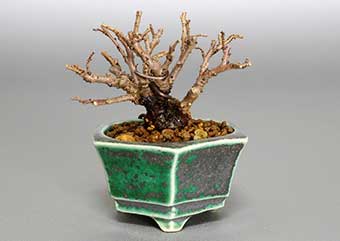ニレケヤキ-C1（にれけやき・楡欅）雑木盆栽の更新履歴-1・Ulmus parvifolia bonsai