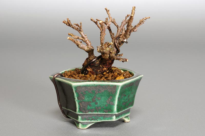 ニレケヤキ-C1-1（にれけやき・楡欅）雑木盆栽を左側から見た景色・Ulmus parvifolia bonsai