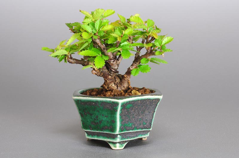 ニレケヤキ-C1-2（にれけやき・楡欅）雑木盆栽の販売と育て方・作り方・Ulmus parvifolia bonsai