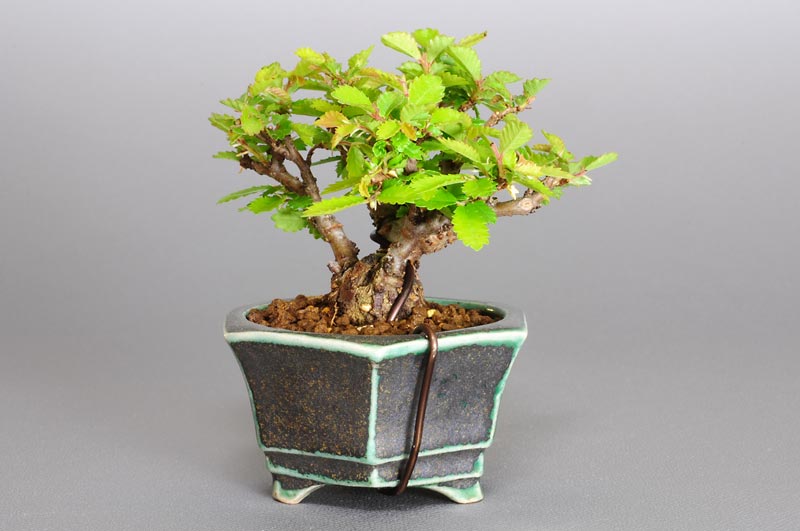 ニレケヤキ-C1-2（にれけやき・楡欅）雑木盆栽を裏側から見た景色・Ulmus parvifolia bonsai