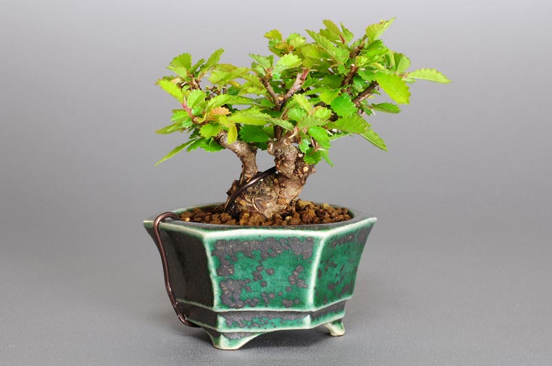 ニレケヤキ-C1-2（にれけやき・楡欅）雑木盆栽を右側から見た景色・Ulmus parvifolia bonsai