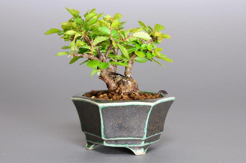 ニレケヤキ-C1-2（にれけやき・楡欅）雑木盆栽を左側から見た景色・Ulmus parvifolia bonsai