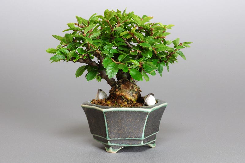 ニレケヤキ-C1（にれけやき・楡欅）雑木盆栽を裏側から見た景色・Ulmus parvifolia bonsai