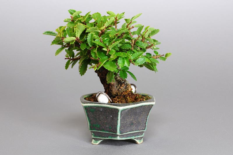 ニレケヤキ-C1（にれけやき・楡欅）雑木盆栽を右側から見た景色・Ulmus parvifolia bonsai