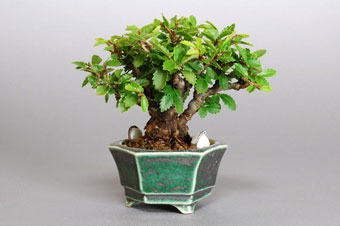 ニレケヤキ-C1（にれけやき・楡欅）盆栽の樹作りの参考樹形・Ulmus parvifolia Best bonsai