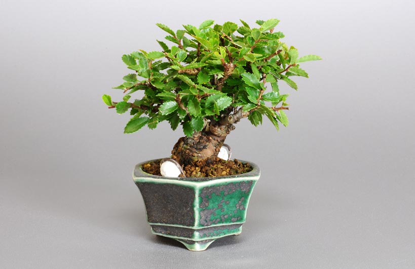 ニレケヤキ-C1（にれけやき・楡欅）雑木盆栽を左側から見た景色・Ulmus parvifolia bonsai