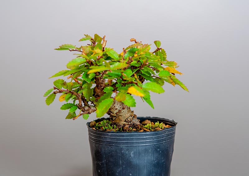 ニレケヤキ-C3（にれけやき・楡欅）雑木盆栽の販売と育て方・作り方・Ulmus parvifolia bonsai