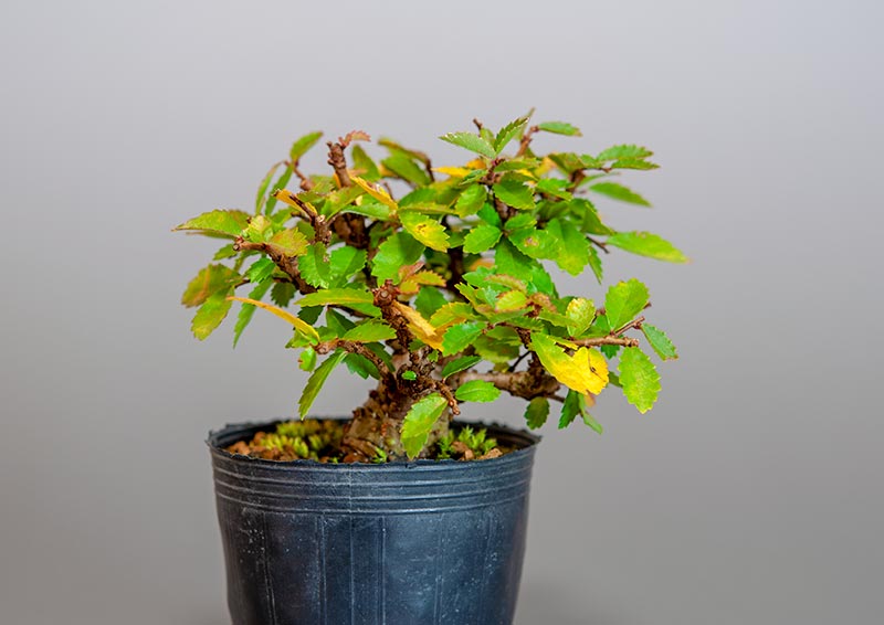 ニレケヤキ-C3（にれけやき・楡欅）雑木盆栽を裏側から見た景色・Ulmus parvifolia bonsai