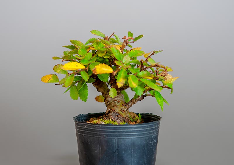 ニレケヤキ-C3（にれけやき・楡欅）雑木盆栽を右側から見た景色・Ulmus parvifolia bonsai