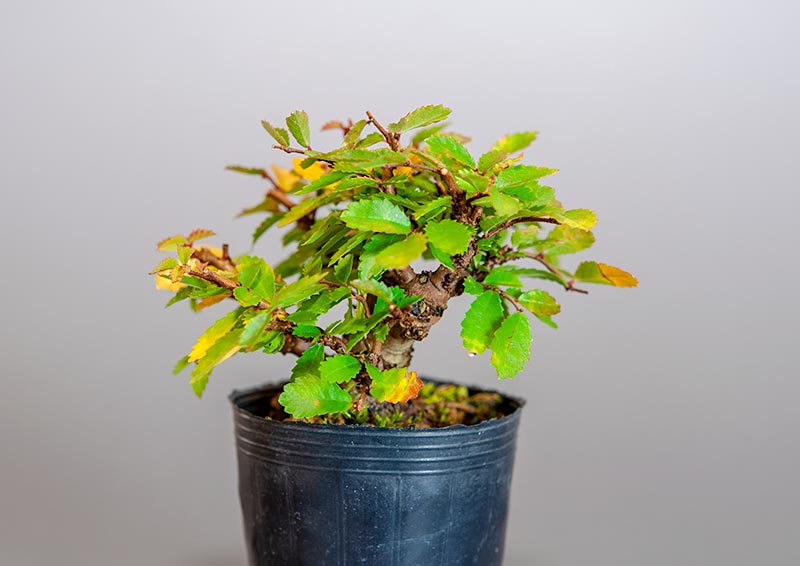 ニレケヤキ-C3（にれけやき・楡欅）雑木盆栽を左側から見た景色・Ulmus parvifolia bonsai