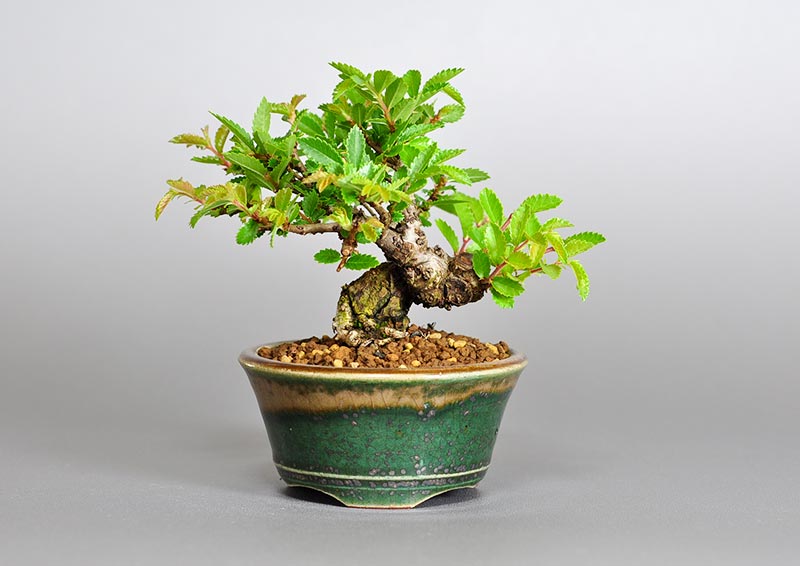 ニレケヤキ-D2（にれけやき・楡欅）雑木盆栽の販売と育て方・作り方・Ulmus parvifolia bonsai photo