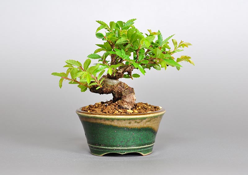 ニレケヤキ-D2（にれけやき・楡欅）雑木盆栽を裏側から見た景色・Ulmus parvifolia bonsai photo