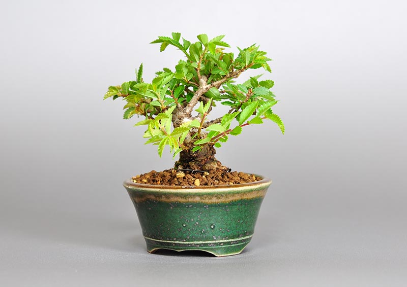 ニレケヤキ-D2（にれけやき・楡欅）雑木盆栽を右側から見た景色・Ulmus parvifolia bonsai photo